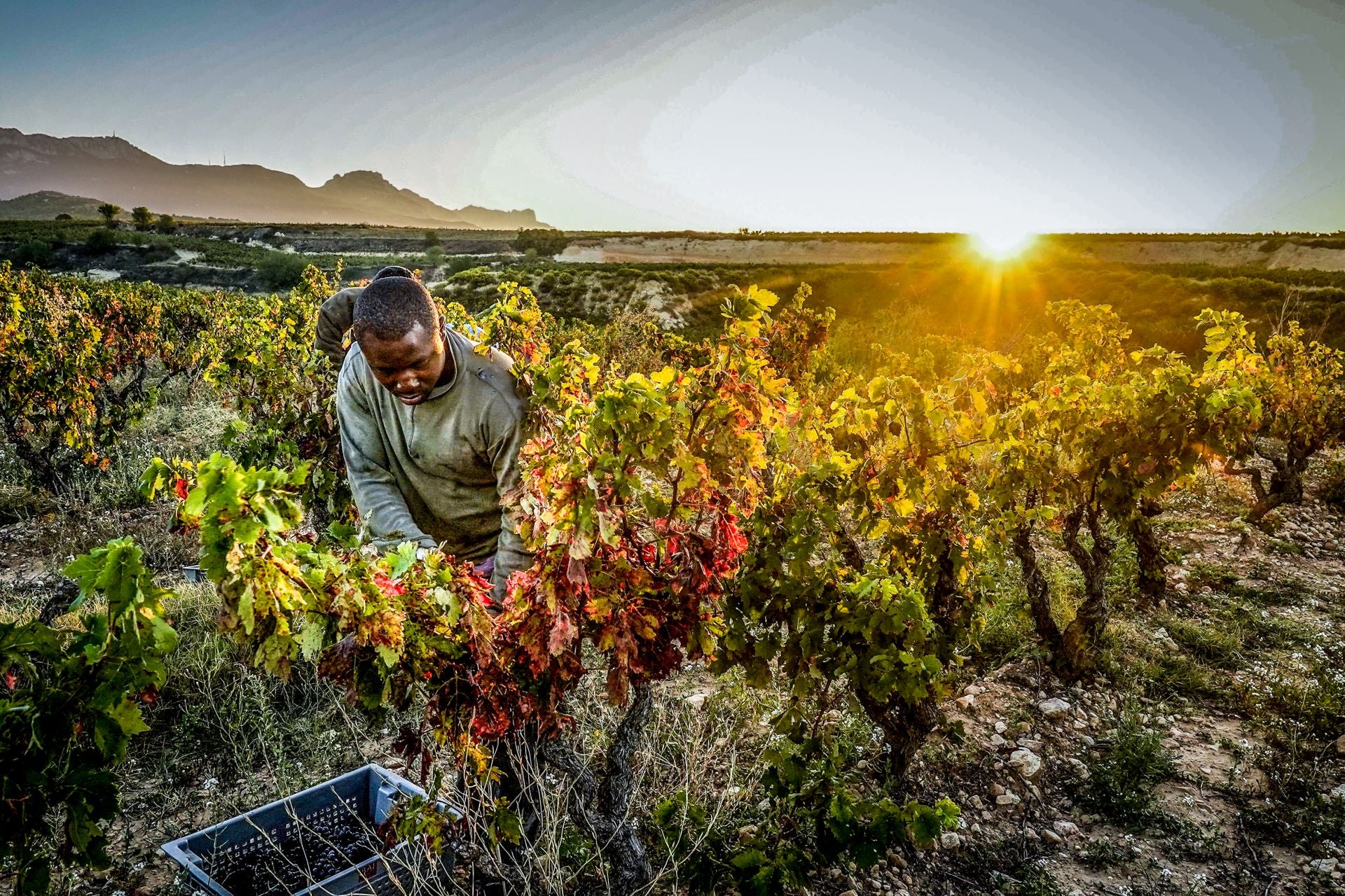La vendimia será «inusualmente baja» y «se adelantará», previsiblemente a la primera semana de septiembre en Rioja Alavesa