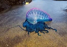 Imagen de una carabela portuguesa localizada en una playa.