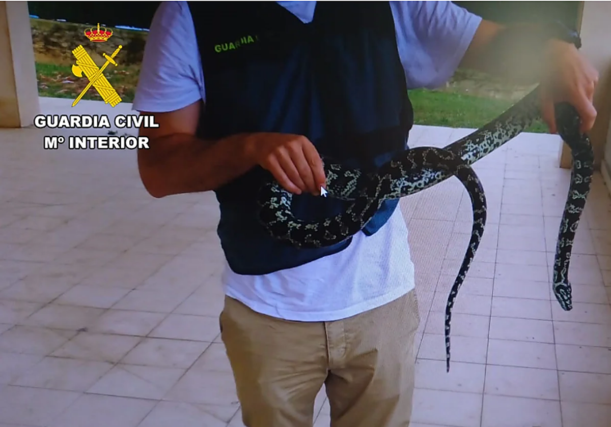 Agente de la Guardia Civil con la serpiente pitón diamantina.