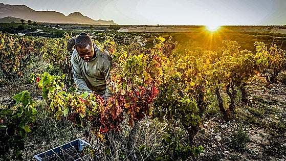 Rioja Alavesa se prepara para «la vendimia más corta de los últimos 30 años»