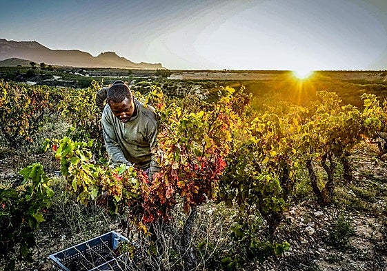 La vendimia será «inusualmente baja» y «se adelantará», previsiblemente a la primera semana de septiembre en Rioja Alavesa