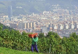 Viñas del Txakoli Munetaberri en las faldas del monte Arraiz con Bilbao a sus pies.