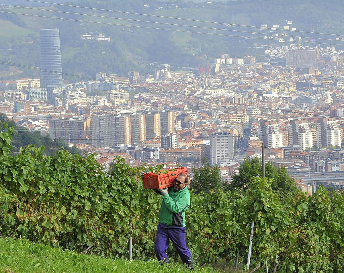 Viñas del Txakoli Munetaberri en las faldas del monte Arraiz con Bilbao a sus pies.