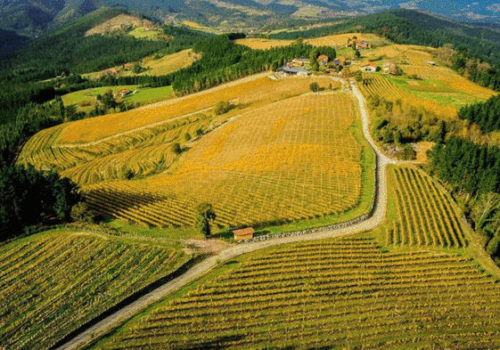 25 viñedos y bodegas de txakoli de Bizkaia que merecen una visita