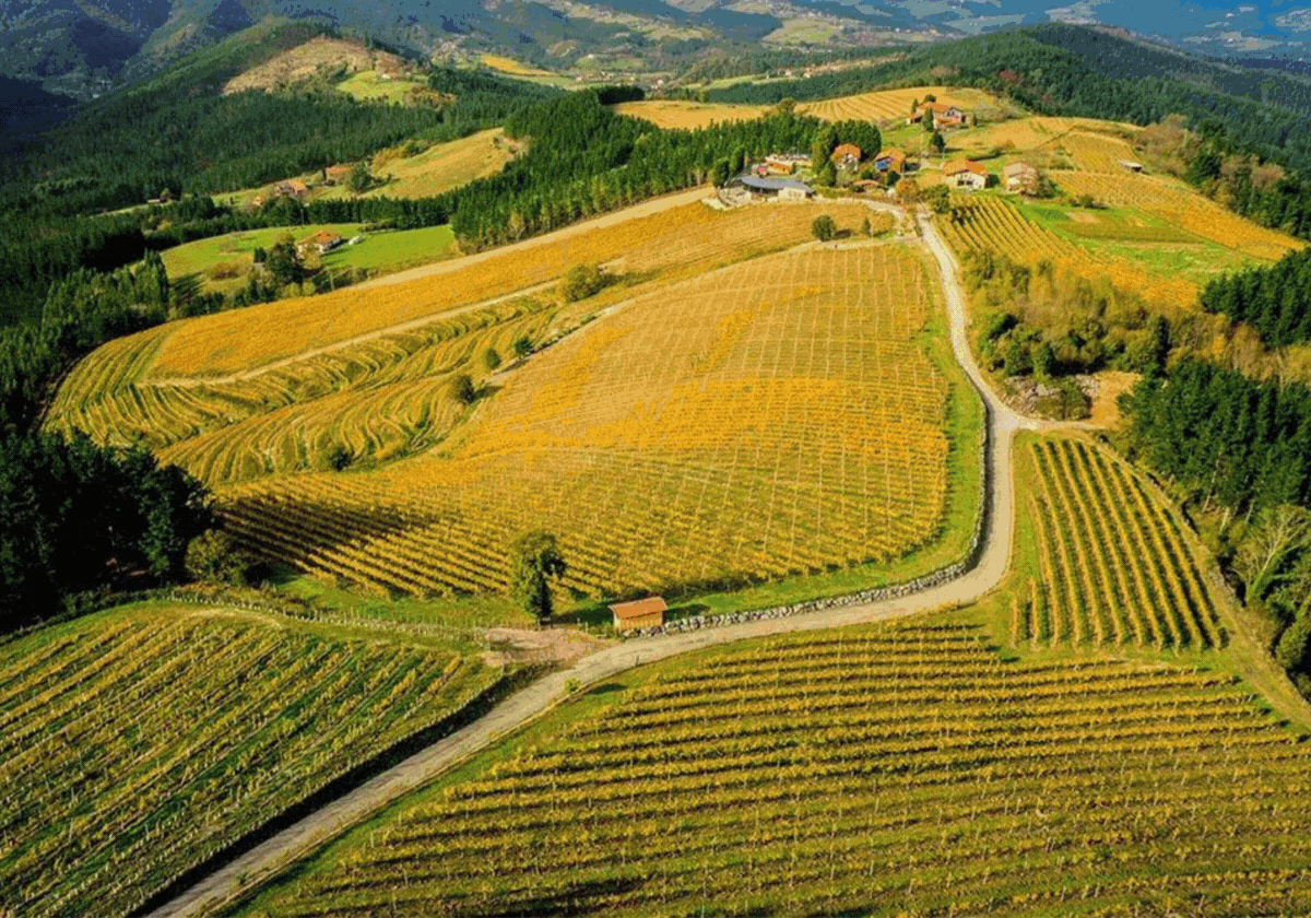 25 viñedos y bodegas de txakoli de Bizkaia que merecen una visita