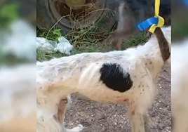 Los perros presentaban un estado preocupante y una extrema delgadez por falta de comida.