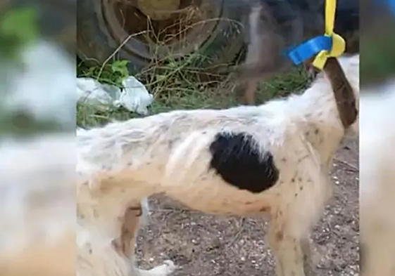 Los perros presentaban un estado preocupante y una extrema delgadez por falta de comida.