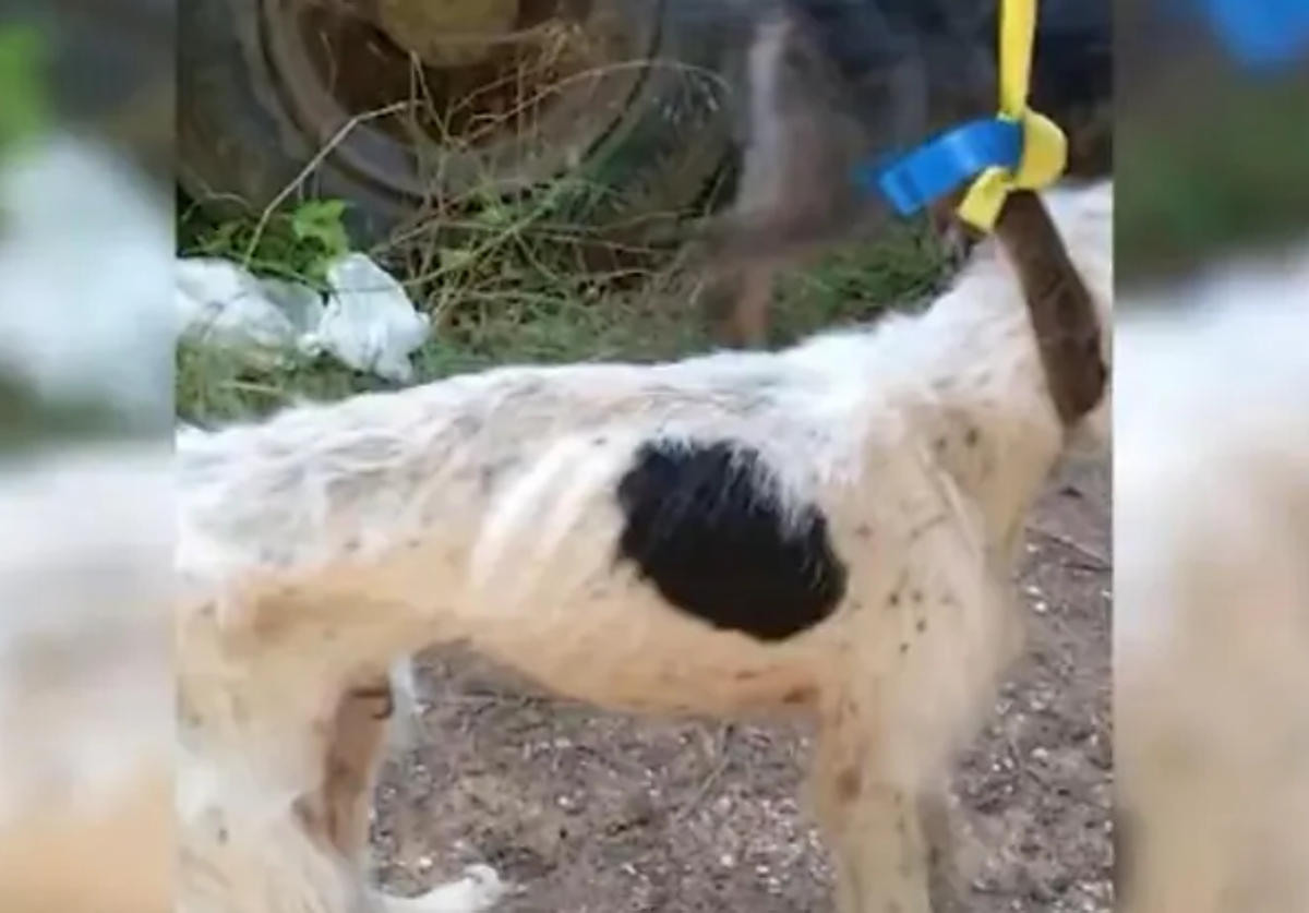 Los perros presentaban un estado preocupante y una extrema delgadez por falta de comida.