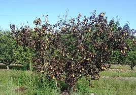 La enfermedad recibe este nombre por el estado en el que deja a los árboles, que parecen quemados