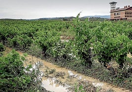 Estado de las viñas después de las tormentas de julio.