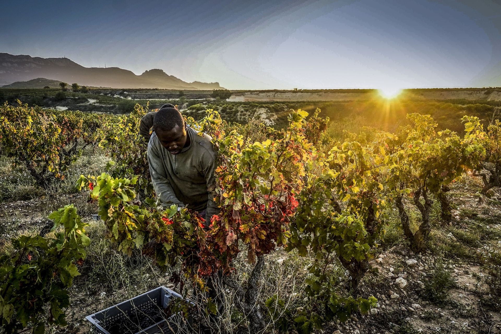 Recogida y selección de uva en una cosecha en Samaniego, Álava.