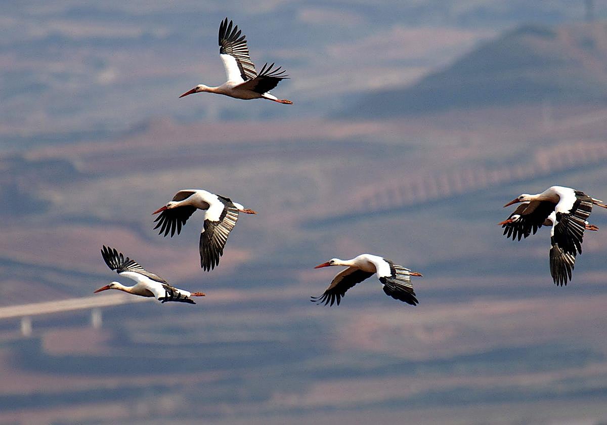 Unas cigüeñas sanas sobrevuelan el embalse de Ullibarri-Gamboa.