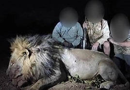 El león Blondie tras ser abatido en la foto compartida por el cazador