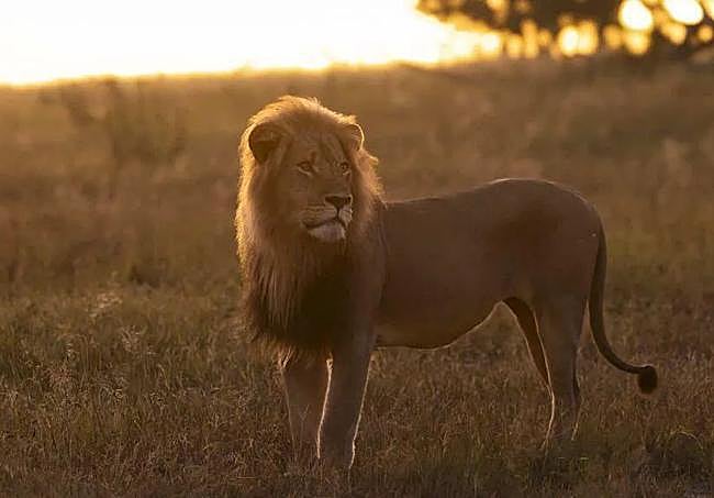 Blondie, fotografiado en libertad en el parque de Zimbabue.