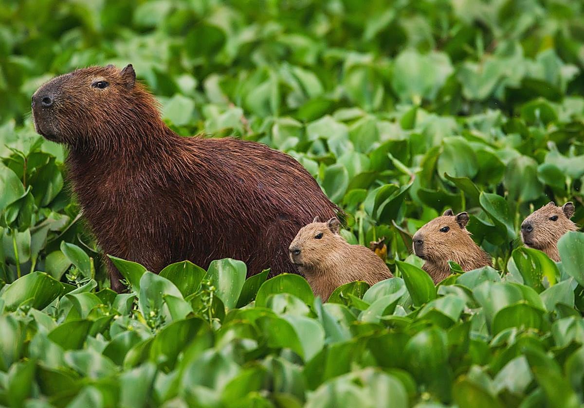 Familia de capibaras en el río Tieté, Brasil.