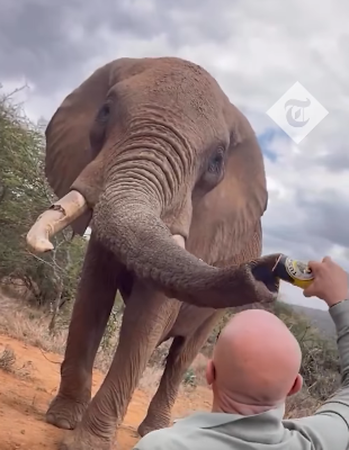 Indignación en Kenia por un turista español que vació una lata de cerveza en la trompa de un elefante