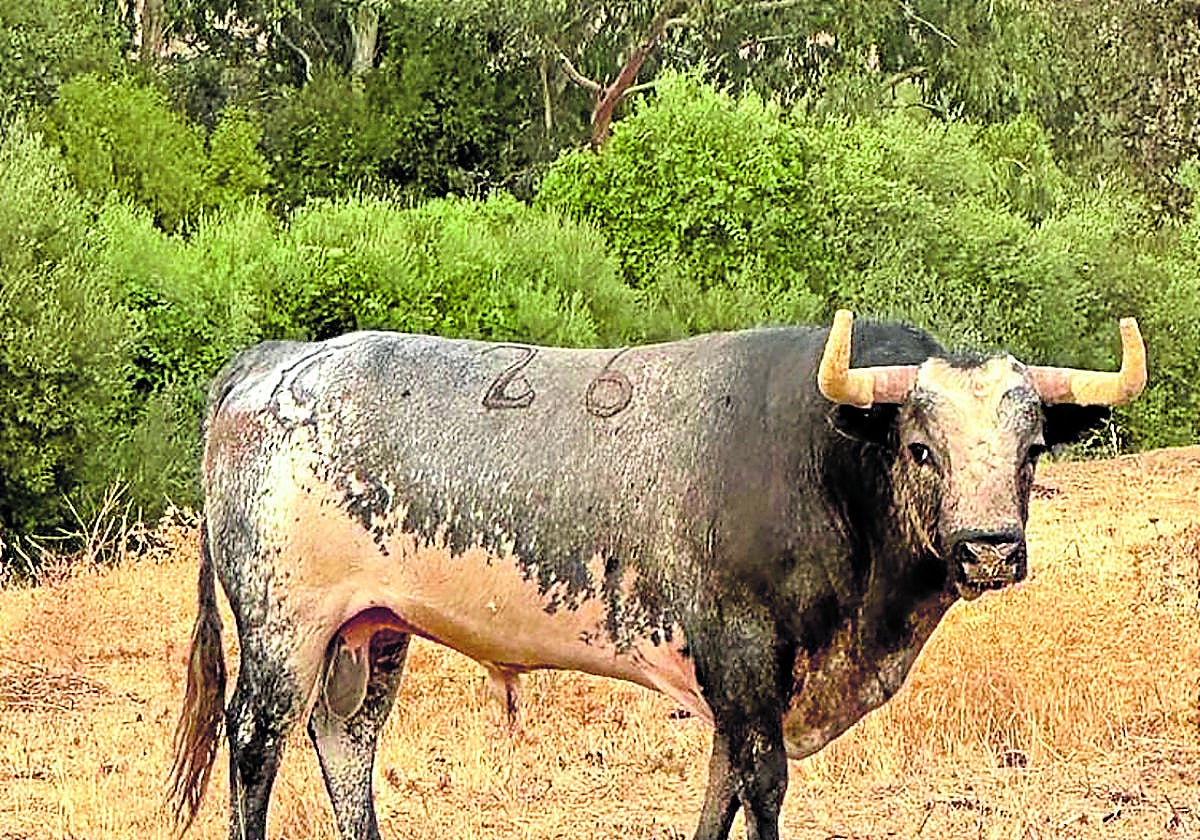 El toro 'Tapaboca' se recupera en Córdoba, donde ya le han 'afeitado' los cuernos