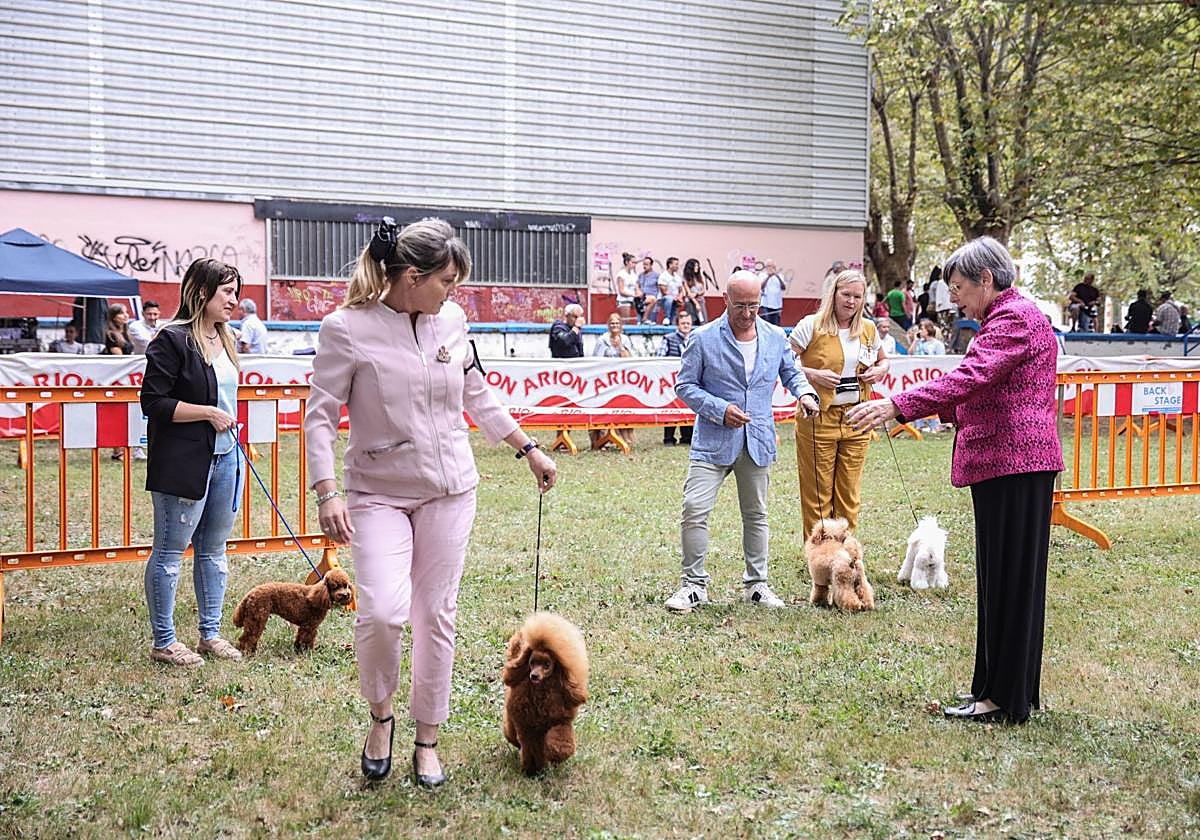 Imagen de una edición pasada del concurso canino en Muskiz.