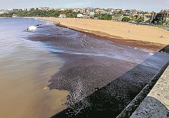 La playa de Ereaga aparece con una gran cantidad de algas.