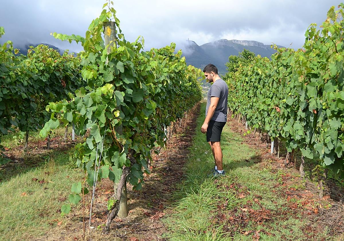 Un trabajador revisando los viñedos en una de las fincas de Artomaña.