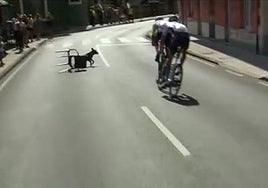 Un perro se cuela en La Vuelta y da un susto a los escapados