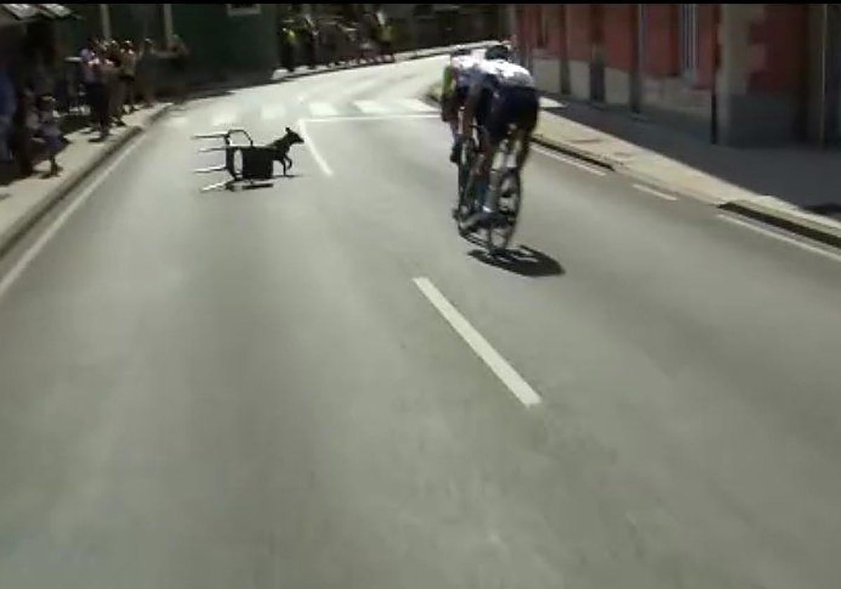 Un perro se cuela en La Vuelta y da un susto a los escapados