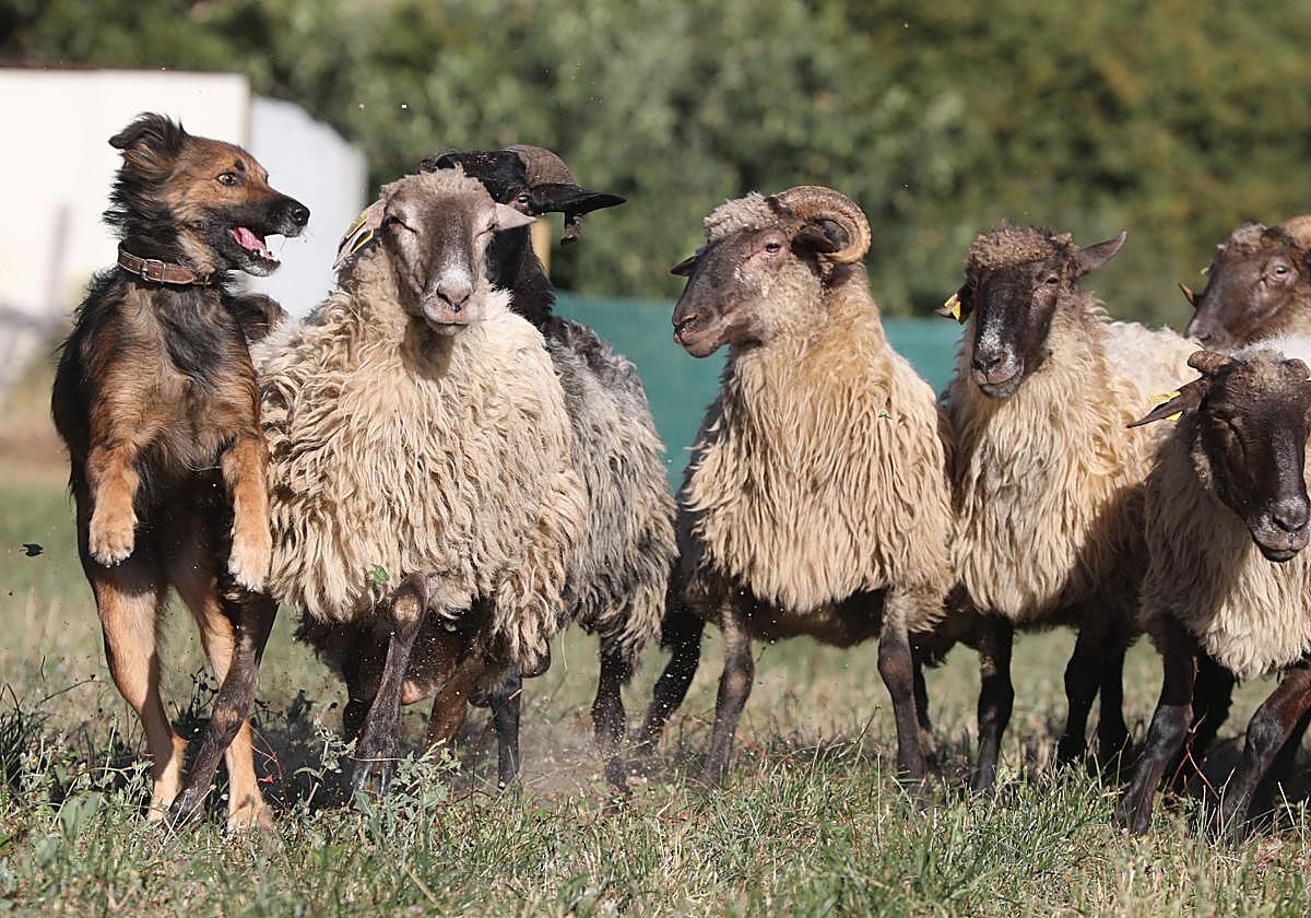 La entrada al evento será gratuita.