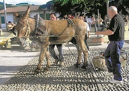 Las últimas asto probak tuvieron lugar el pasado agosto junto a la ermita de San Bartolomé. e. c.