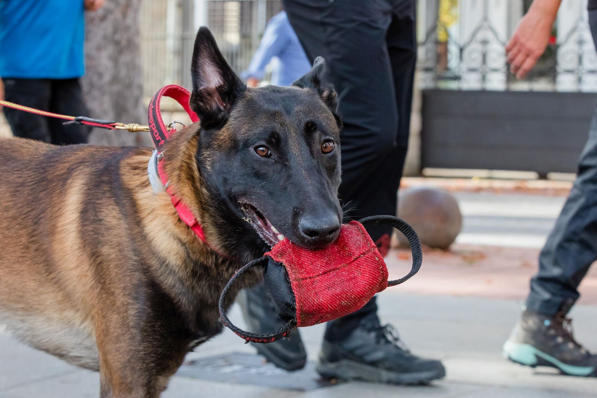 Las imágenes del Mundial canino en Vitoria