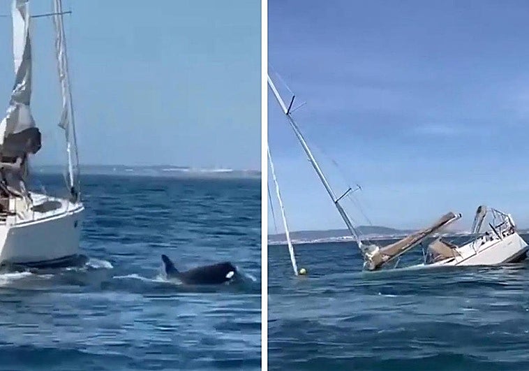 Un grupo de orcas ataca y hunde un velero con turistas a bordo en la costa de Portugal
