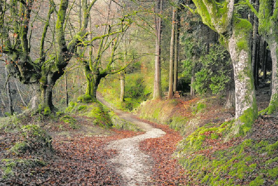 Recorrer los bosques de Otxandio en otoño es un auténtico deleite.