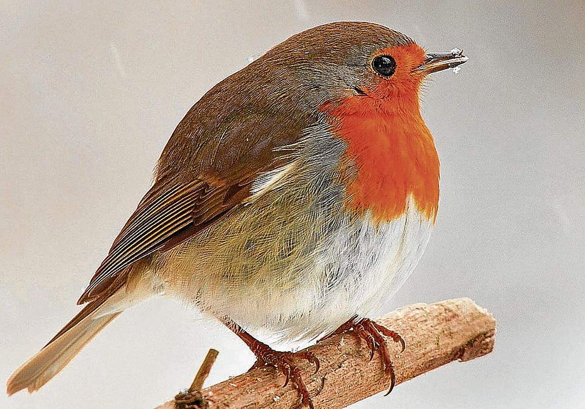 El txantxangorri o petirrojo es todo un símbolo vasco.