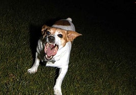 39 mordeduras de perros a personas durante este año