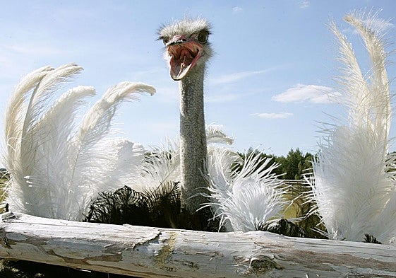 Avestruz espanta a intrusos en una granja avícula de Kozishche, Bielorrusia.