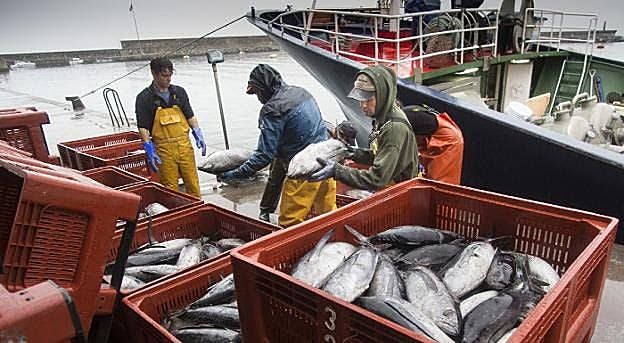 Un grupo de arrantzales descarga bonito en la costera de este verano.