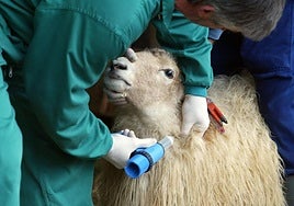 Un veterinario vacuna a una oveja