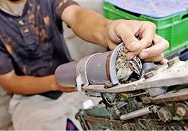 Los animales se introducen en tubos y son lanzados.