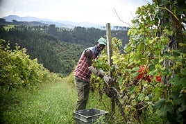 Los vendimiadores se enfrentan a largas jornadas de trabajo en las próximas semanas.
