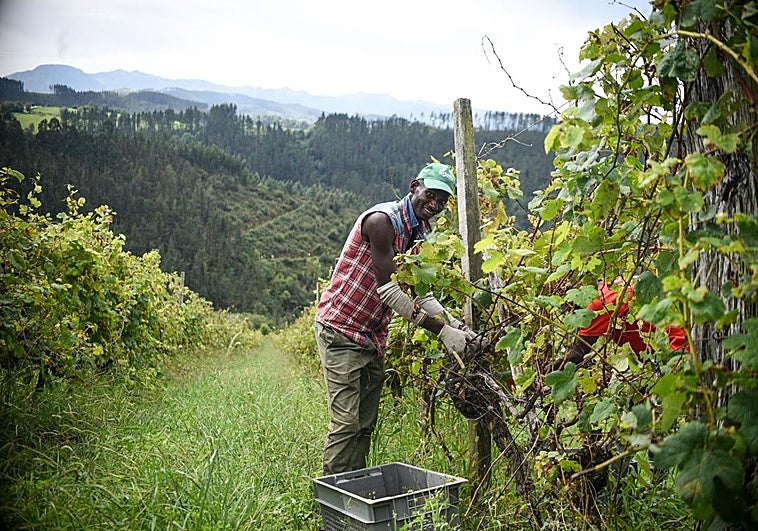 Los vendimiadores se enfrentan a largas jornadas de trabajo en las próximas semanas.