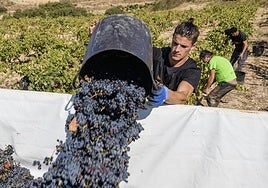 La vendimia comenzó el 17 de septiembre en Bodegas Tierra.