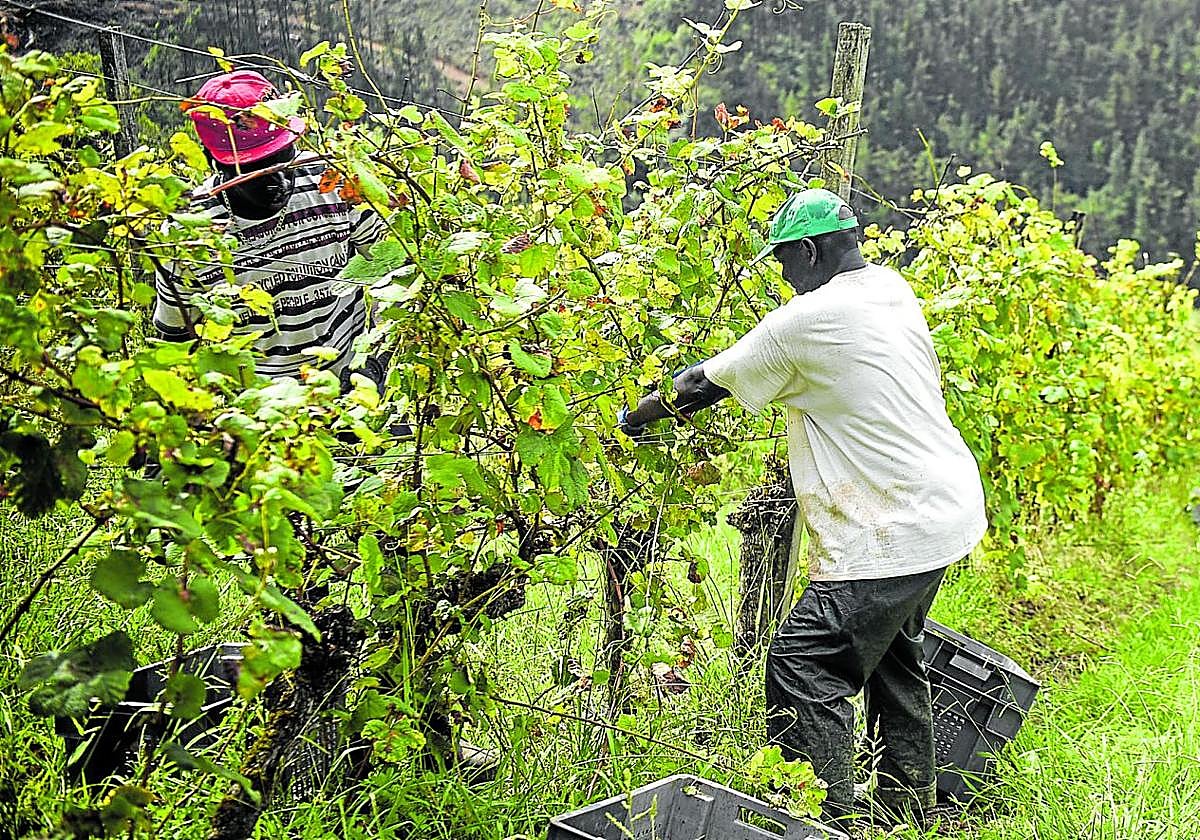 Los vendimiadores se enfrentan a largas jornadas de trabajo en las próximas semanas.