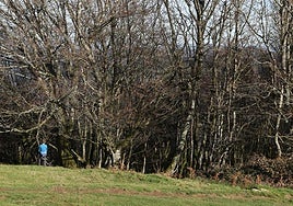 Hayedo de Karakate, zona donde un mastín atacó a dos montañeros.