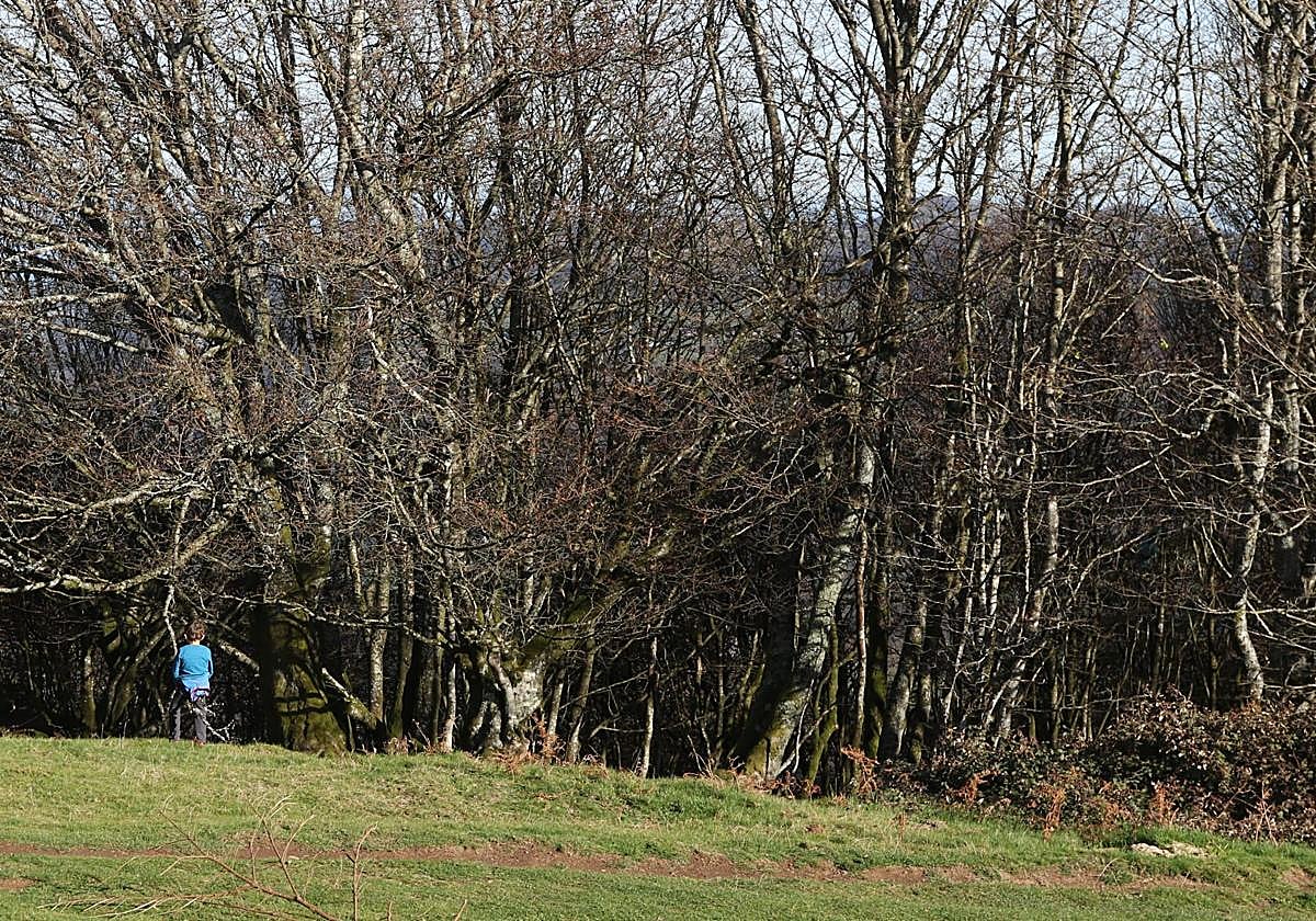 Hayedo de Karakate, zona donde un mastín atacó a dos montañeros.