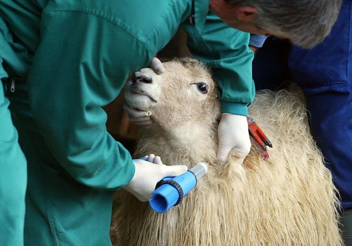 Un veterinario vacuna a una oveja.