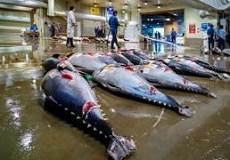 Cimarrones del Norte