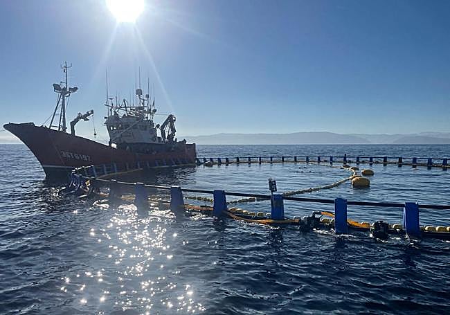 Desde un pesquero situado junto a la piscina flotant se procede a la carga de los cimarrones sacrificados.