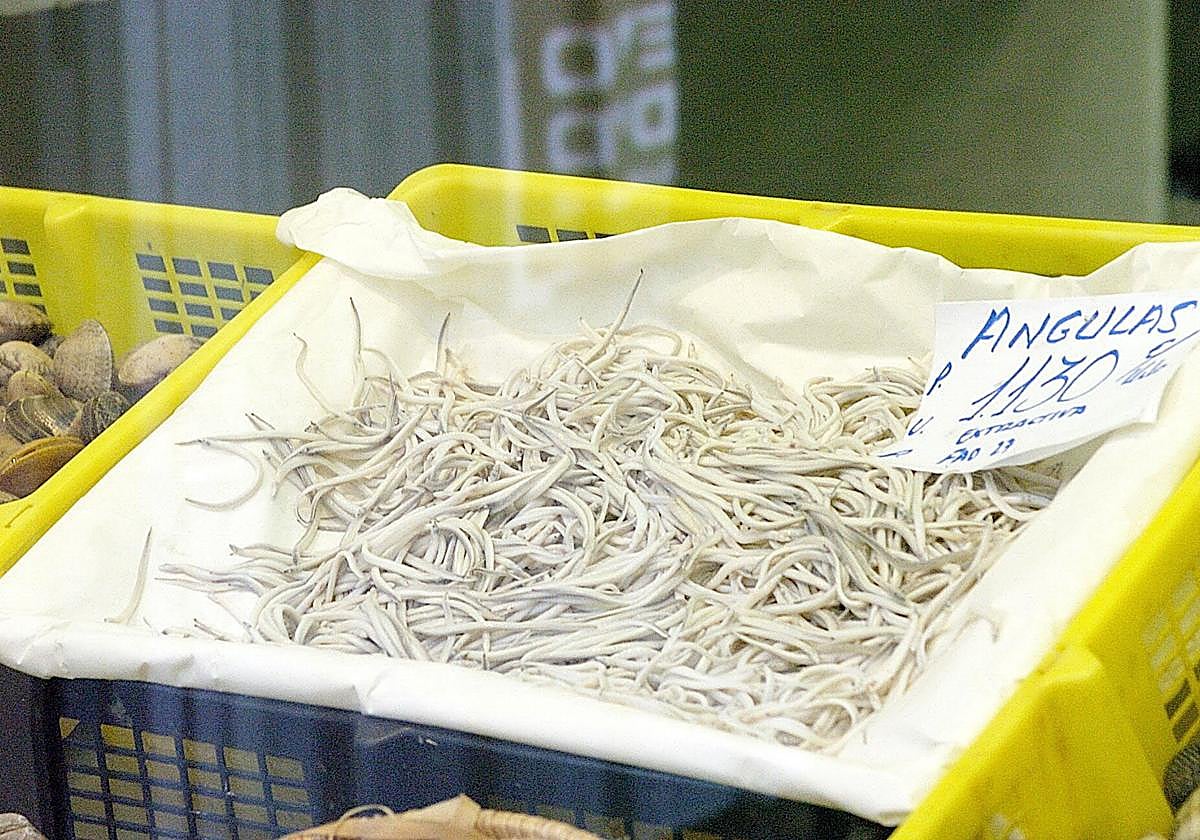 Euskadi suspende la pesca de la angula ante la situación «crítica» de la especie