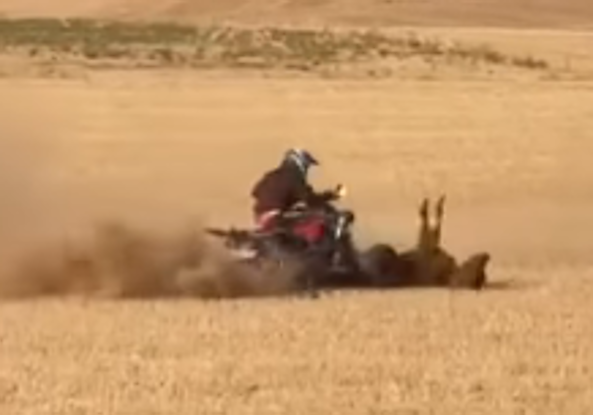 Momento en el que el quad pasa por encima de la vaquilla.