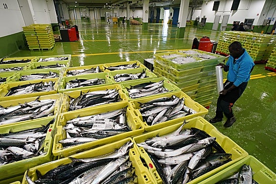 Un operario prepara las cajas de verdel descargadas en la lonja de Ondarroa.