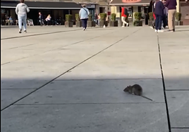 El garbeo de una rata por el centro de Vitoria